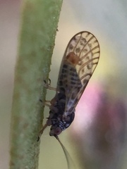 Acizzia acaciae