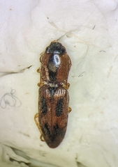 Aeolus mellillus
