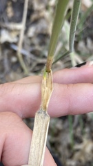 Elymus glaucus