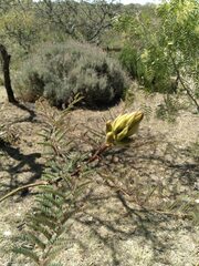 Erythrostemon gilliesii