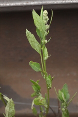 Chenopodium betaceum