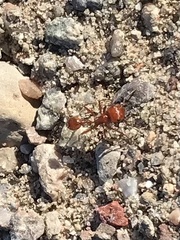 Pogonomyrmex californicus