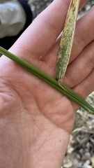 Elymus glaucus