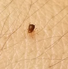 Aphis