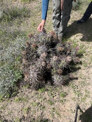 Corynopuntia invicta