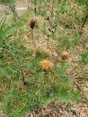 Banksia collina