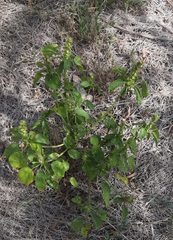 Acalypha ostryifolia