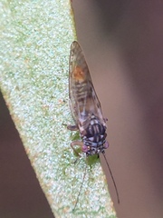 Acizzia acaciae