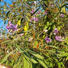 Solanum lanceolatum