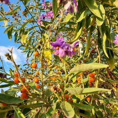 Solanum lanceolatum