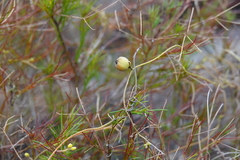 Cassytha pubescens