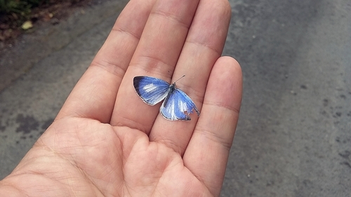Albocerulean