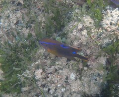 Neoglyphidodon polyacanthus