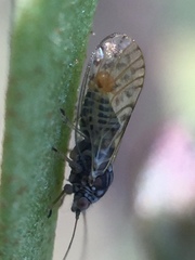 Acizzia acaciae