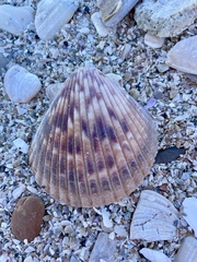Argopecten ventricosus
