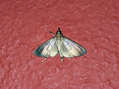 Pyraloidea