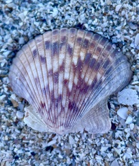 Argopecten ventricosus