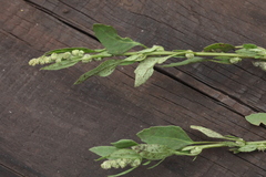 Chenopodium betaceum