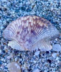 Argopecten ventricosus