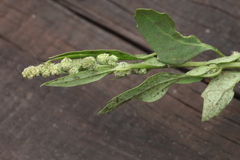 Chenopodium betaceum