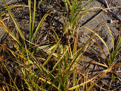 Carex macrocephala