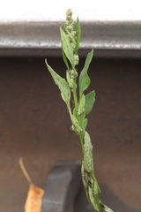 Chenopodium betaceum