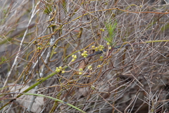 Cassytha pubescens