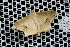 Krananda falcata