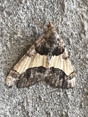 Frederickia hypaethrata