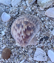 Argopecten ventricosus