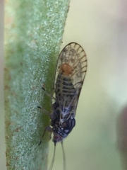 Acizzia acaciae