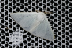 Arctornis submarginata