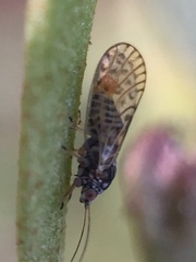 Acizzia acaciae