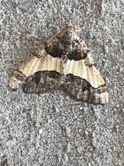 Frederickia hypaethrata