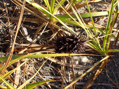 Carex macrocephala