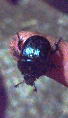 Typhaeus typhoeus