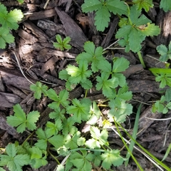 Potentilla reptans