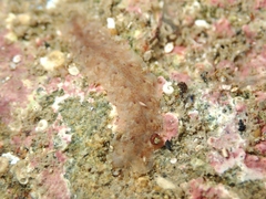 Rhabditophora