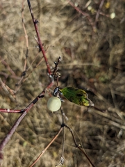 Symphoricarpos occidentalis