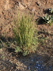 Andropogon virginicus
