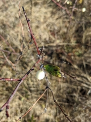 Symphoricarpos occidentalis
