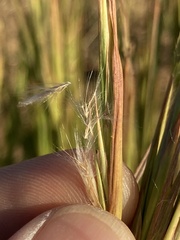 Andropogon virginicus