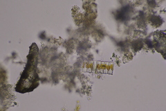 Fragilaria