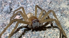 Neosparassus salacius