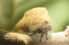 Telamonanthe