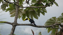 Ramphastos ambiguus