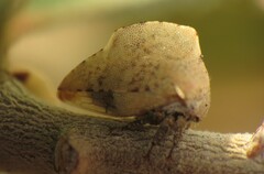 Telamonanthe