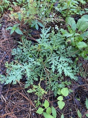 Parthenium bipinnatifidum