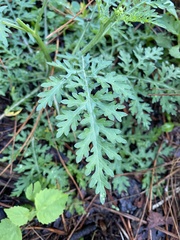 Parthenium bipinnatifidum