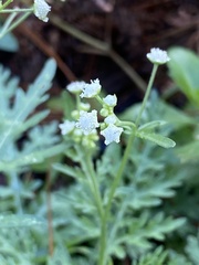 Parthenium bipinnatifidum